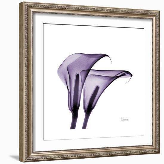 Grape Calla Lilies 2-Albert Koetsier-Framed Premium Giclee Print