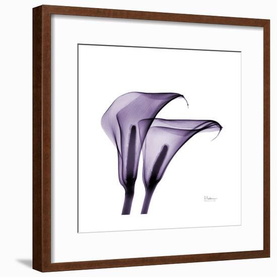 Grape Calla Lilies 2-Albert Koetsier-Framed Premium Giclee Print