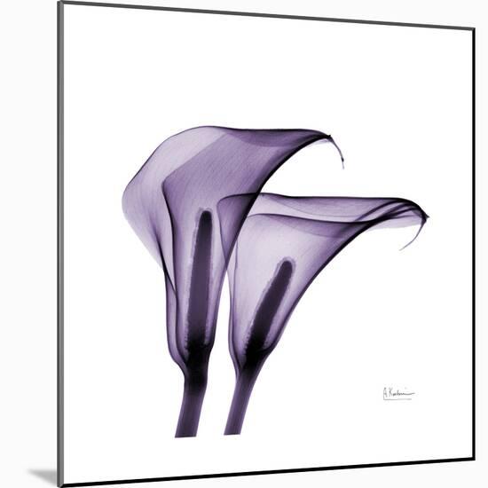 Grape Calla Lilies 2-Albert Koetsier-Mounted Premium Giclee Print