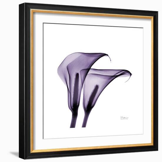 Grape Calla Lilies 2-Albert Koetsier-Framed Premium Giclee Print