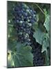 Grape Cluster in Veraison, Seven Hills Vineyard, Umatilla County, Oregon, USA-Brent Bergherm-Mounted Photographic Print