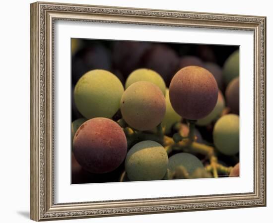 Grape Cluster in Veraison, Seven Hills Vineyard, Umatilla County, Oregon, USA-Brent Bergherm-Framed Photographic Print