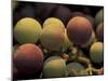 Grape Cluster in Veraison, Seven Hills Vineyard, Umatilla County, Oregon, USA-Brent Bergherm-Mounted Photographic Print