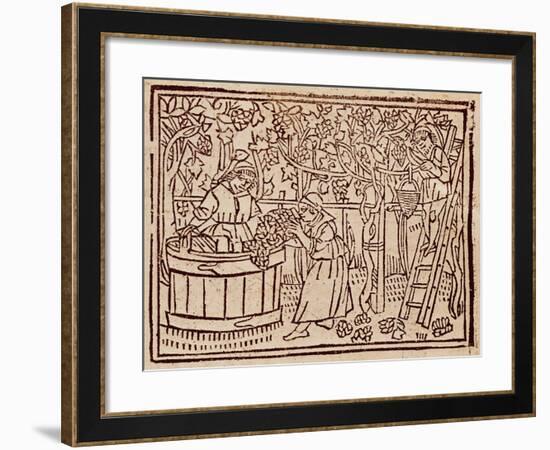 Grape Harvest and Pressing from De Agricultura Vulgare-null-Framed Giclee Print