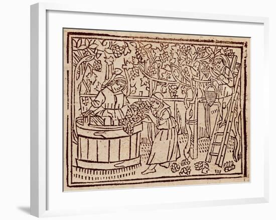 Grape Harvest and Pressing from De Agricultura Vulgare-null-Framed Giclee Print