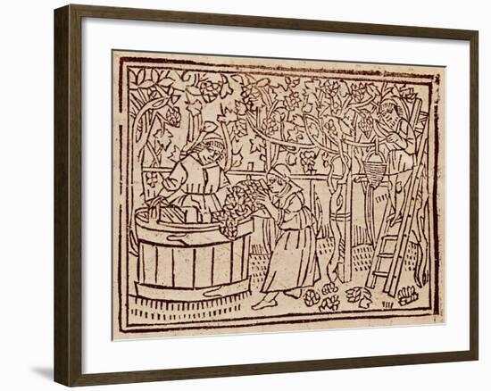 Grape Harvest and Pressing from De Agricultura Vulgare-null-Framed Giclee Print