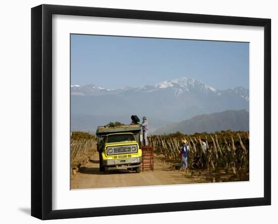 Grape Harvest at a Vineyard in Lujan De Cuyo with the Andes Mountains in the Background, Mendoza-Yadid Levy-Framed Photographic Print