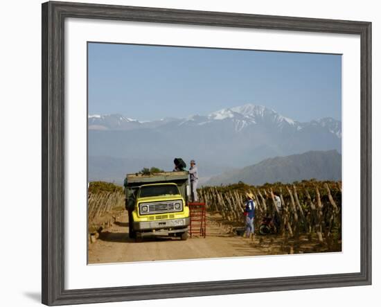 Grape Harvest at a Vineyard in Lujan De Cuyo with the Andes Mountains in the Background, Mendoza-Yadid Levy-Framed Photographic Print