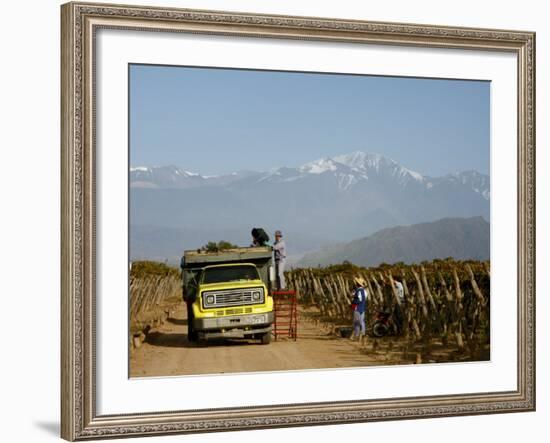 Grape Harvest at a Vineyard in Lujan De Cuyo with the Andes Mountains in the Background, Mendoza-Yadid Levy-Framed Photographic Print