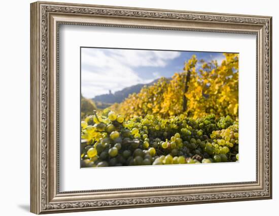 Grape Harvest by Traditional Hand Picking in the Wachau Area of Austria-Martin Zwick-Framed Photographic Print