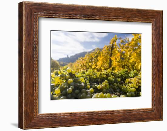 Grape Harvest by Traditional Hand Picking in the Wachau Area of Austria-Martin Zwick-Framed Photographic Print