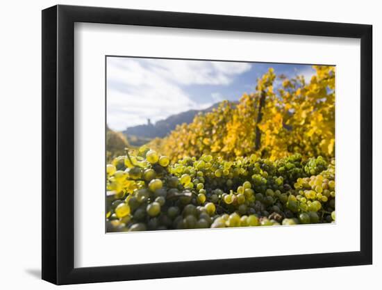 Grape Harvest by Traditional Hand Picking in the Wachau Area of Austria-Martin Zwick-Framed Photographic Print