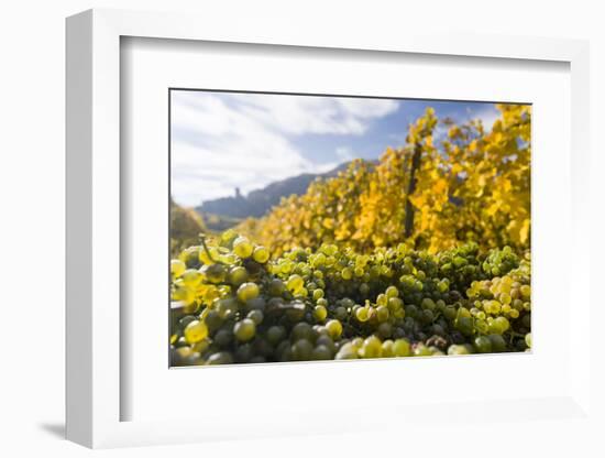 Grape Harvest by Traditional Hand Picking in the Wachau Area of Austria-Martin Zwick-Framed Photographic Print