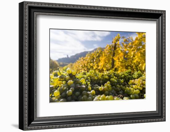 Grape Harvest by Traditional Hand Picking in the Wachau Area of Austria-Martin Zwick-Framed Photographic Print