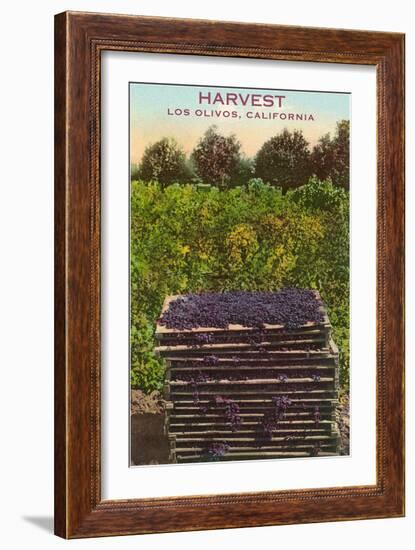 Grape Harvest, Los Olivos-null-Framed Art Print