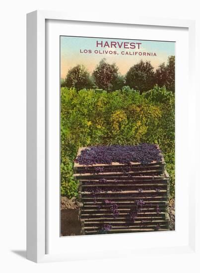 Grape Harvest, Los Olivos-null-Framed Art Print