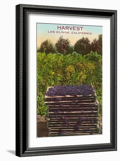 Grape Harvest, Los Olivos-null-Framed Art Print