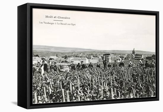 Grape Harvesters, France, Moet et Chandon-null-Framed Stretched Canvas