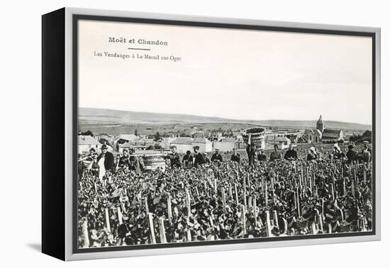 Grape Harvesters, France, Moet et Chandon-null-Framed Stretched Canvas