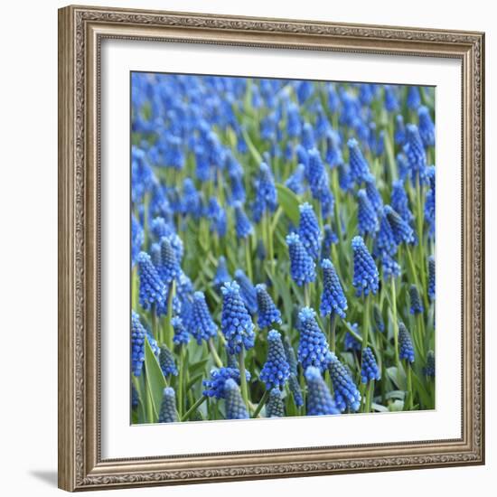 Grape Hyacinth in Bloom-Anna Miller-Framed Photographic Print