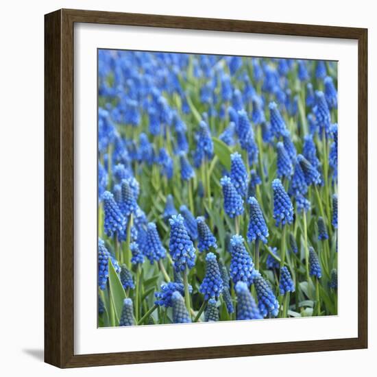 Grape Hyacinth in Bloom-Anna Miller-Framed Photographic Print