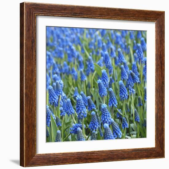 Grape Hyacinth in Bloom-Anna Miller-Framed Photographic Print