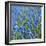 Grape Hyacinth in Bloom-Anna Miller-Framed Photographic Print