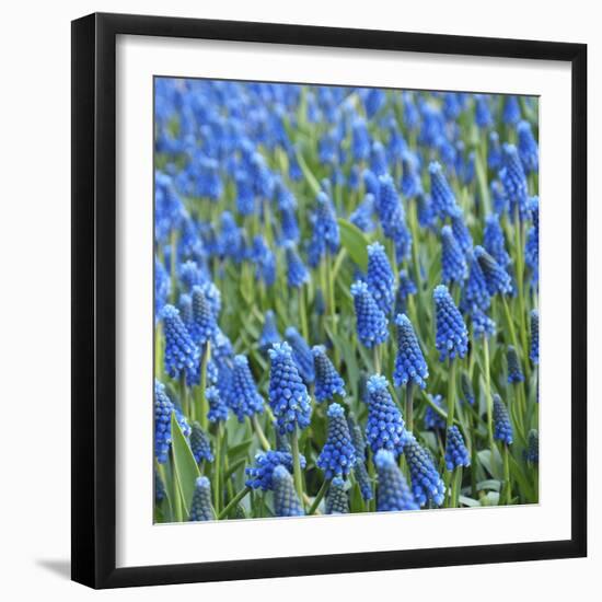 Grape Hyacinth in Bloom-Anna Miller-Framed Photographic Print