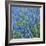 Grape Hyacinth in Bloom-Anna Miller-Framed Photographic Print