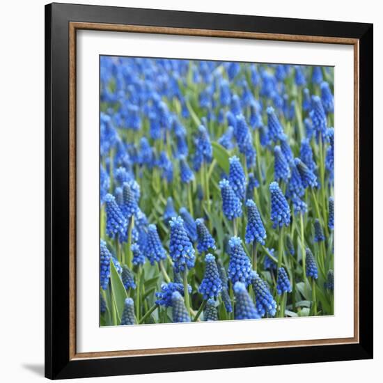 Grape Hyacinth in Bloom-Anna Miller-Framed Photographic Print