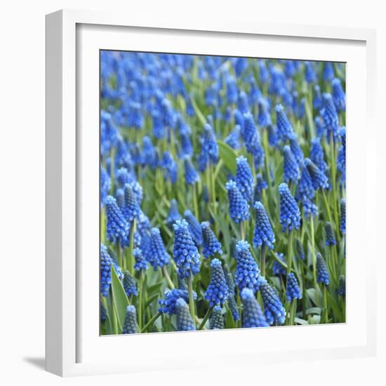 Grape Hyacinth in Bloom-Anna Miller-Framed Photographic Print