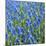 Grape Hyacinth in Bloom-Anna Miller-Mounted Photographic Print