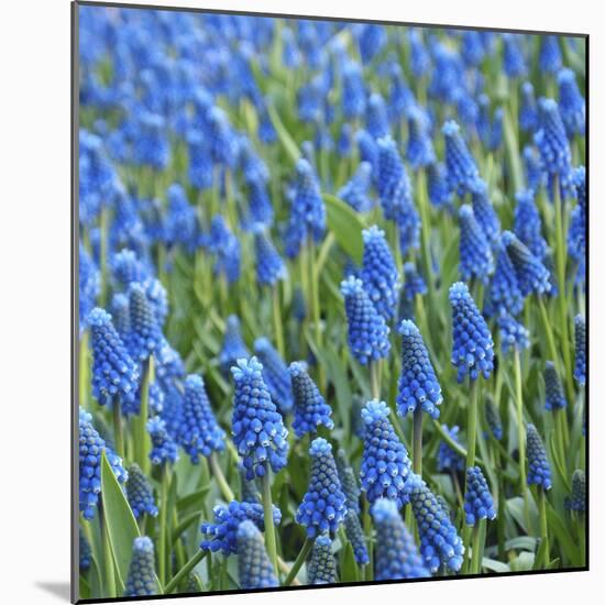 Grape Hyacinth in Bloom-Anna Miller-Mounted Photographic Print