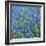 Grape Hyacinth in Bloom-Anna Miller-Framed Photographic Print