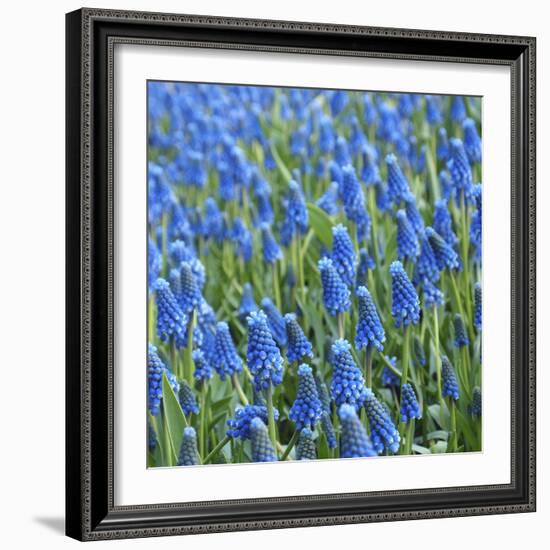 Grape Hyacinth in Bloom-Anna Miller-Framed Photographic Print