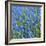 Grape Hyacinth in Bloom-Anna Miller-Framed Photographic Print