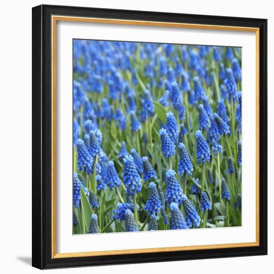 Grape Hyacinth in Bloom-Anna Miller-Framed Photographic Print