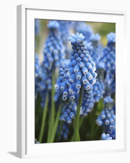 Grape Hyacinth in Bloom-Anna Miller-Framed Photographic Print