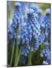 Grape Hyacinth in Bloom-Anna Miller-Mounted Photographic Print