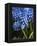 Grape hyacinth in bloom-Anna Miller-Framed Premier Image Canvas