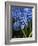 Grape hyacinth in bloom-Anna Miller-Framed Photographic Print