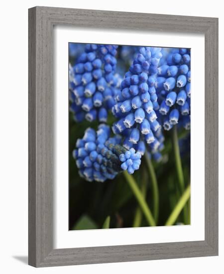 Grape hyacinth in bloom-Anna Miller-Framed Photographic Print