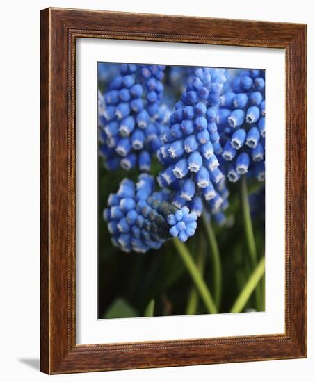 Grape hyacinth in bloom-Anna Miller-Framed Photographic Print