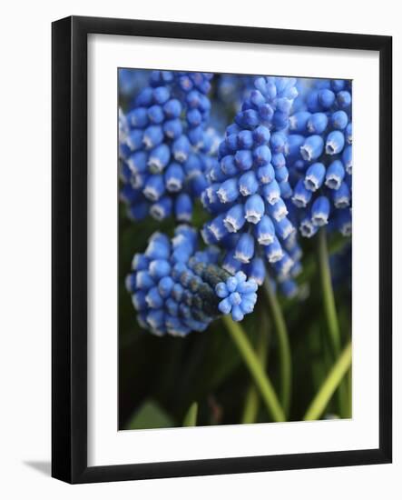 Grape hyacinth in bloom-Anna Miller-Framed Photographic Print