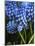 Grape hyacinth in bloom-Anna Miller-Mounted Photographic Print