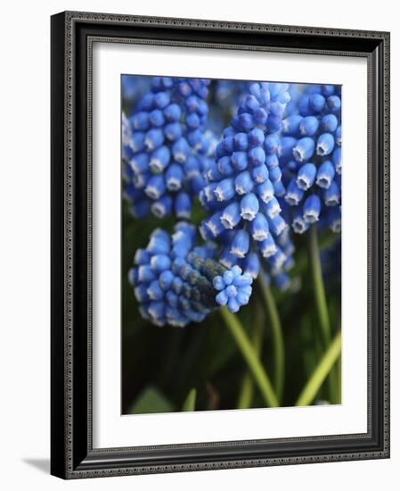 Grape hyacinth in bloom-Anna Miller-Framed Photographic Print