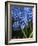 Grape hyacinth in bloom-Anna Miller-Framed Photographic Print