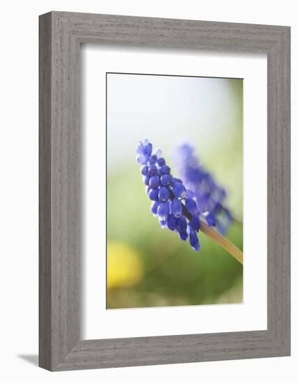 Grape Hyacinth, Muscari Neglectum, Blossoms, Close Up-David & Micha Sheldon-Framed Photographic Print