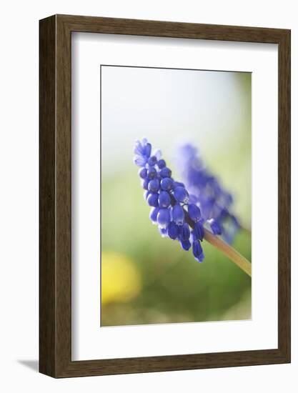 Grape Hyacinth, Muscari Neglectum, Blossoms, Close Up-David & Micha Sheldon-Framed Photographic Print