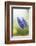 Grape Hyacinth, Muscari Neglectum, Blossoms, Close Up-David & Micha Sheldon-Framed Photographic Print